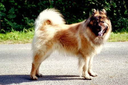 Eurasier Oktober 06 - die Sonne färbt das Fell kräftiger von meinem Rüden