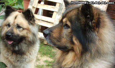 Eurasier Hunde Foto 25619 in höherer Auflösung ansehen Eurasier 2 bildschöne Eltern...