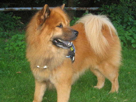 Eurasier Czes 6Jahre Ruede