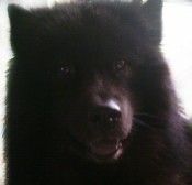 Eurasier Hunde Foto 25828 in höherer Auflösung ansehen Eurasier Arif von der Doorbeeke