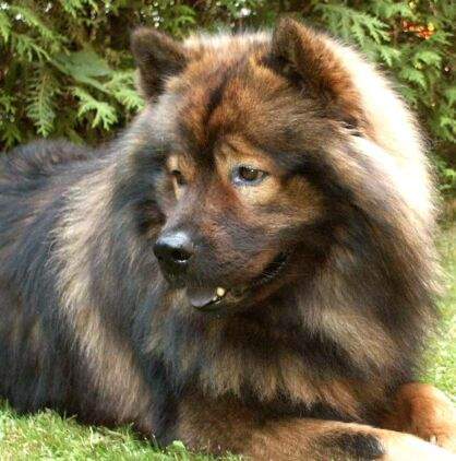 Eurasier Hunde Foto 950 Eurasier Österr. Deckrüde Arras vom Amselgarten