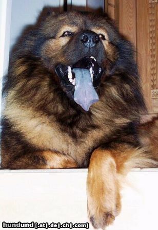 Eurasier Hunde Foto 5392 Eurasier Eurasierrüde Arras