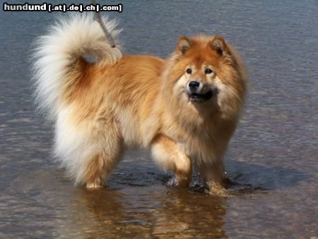 Eurasier Eurasier-Hündin