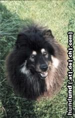 Eurasier Hunde Foto 11078 Eurasier