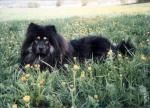 Eurasier Hunde Foto 11080 Eurasier