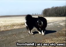 Eurasier Hunde Foto 2757 Eurasier balou vom haselbachtal