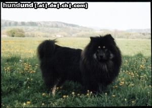 Eurasier Hunde Foto 11079 Eurasier