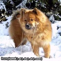 Eurasier Eurasiermädchen Bella Luna