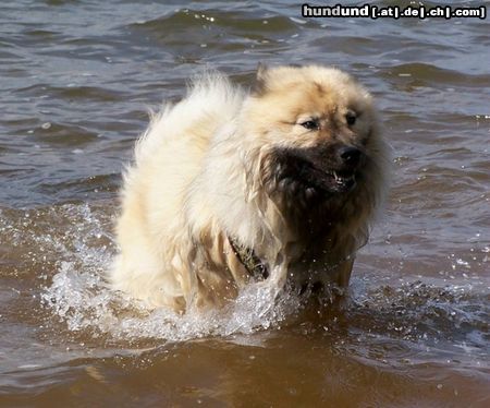 Eurasier Eurasier-Hündin