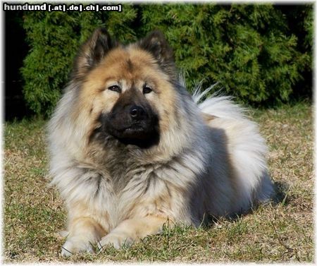 Eurasier Eurasier-Hündin