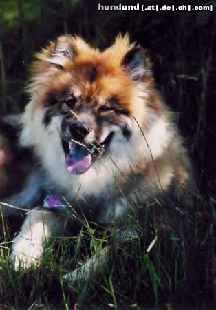 Eurasier Hunde Foto 14251 Eurasier Cherry vom Försterfeld