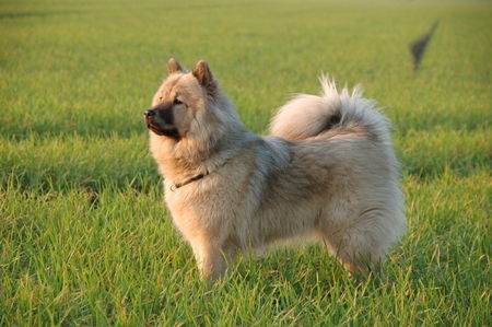 Eurasier Hunde Foto 36608 Eurasier Chila (Bjela) vom Zauberwald