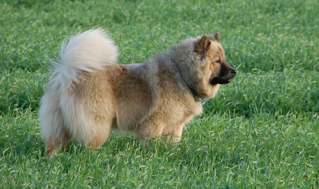Eurasier Hunde Foto 36607 Eurasier Chila (Bjela) vom Zauberwald