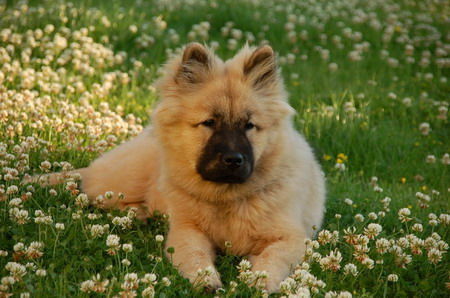 Eurasier Hunde Foto 33208 Eurasier Chila im Klee