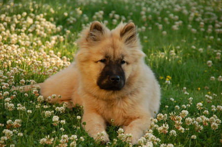 Eurasier Chila im Klee