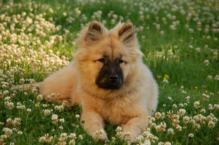 Eurasier Hunde Foto 33126 Eurasier Chila im Klee