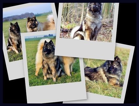 Eurasier Hunde Foto 36684 Eurasier Der schöne Januar 2007 mit meiner Suying