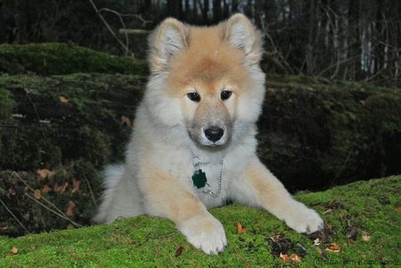 Eurasier Encas, Eurasier Rüde 3 Monate