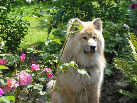 Eurasier Encas, Eurasier Rüde 10 Monate