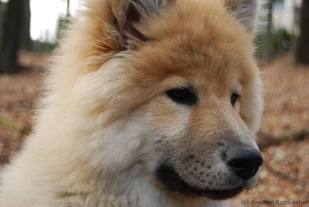 Eurasier Encas, Eurasier Rüde 3 Monate