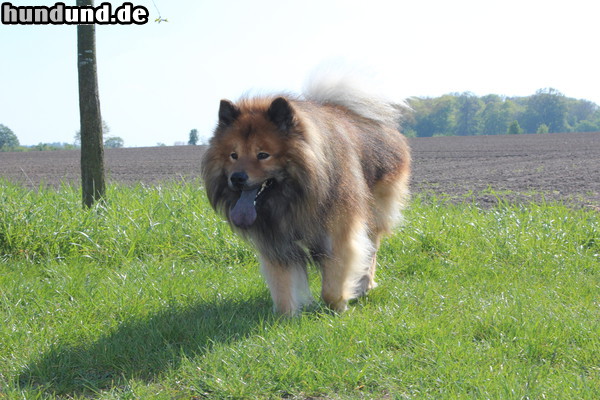 Eurasier Unser 5 Jahre alter Eurasier Sammy 