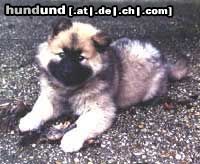 Eurasier Hunde Foto 7849 Eurasier Niedlich, oder?