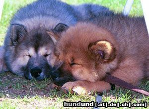 Eurasier Hunde Foto 7848 Eurasier Süß, oder?