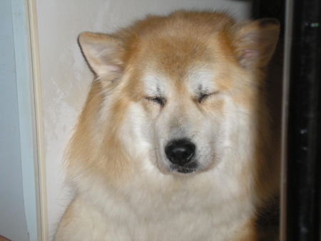 Eurasier Hunde Foto 27697 in höherer Auflösung ansehen Eurasier Ich könnte im Stehen einschlafen.