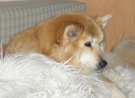 Eurasier Hunde Foto 27698 in höherer Auflösung ansehen Eurasier Und das ist meine Schmusedecke