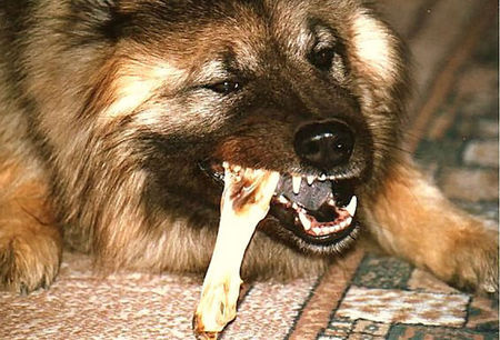 Eurasier Hunde Foto 40377 in höherer Auflösung ansehen Eurasier /*************/
vom Administrator entfernt