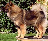 Eurasier Ylvi (2 Jahre)