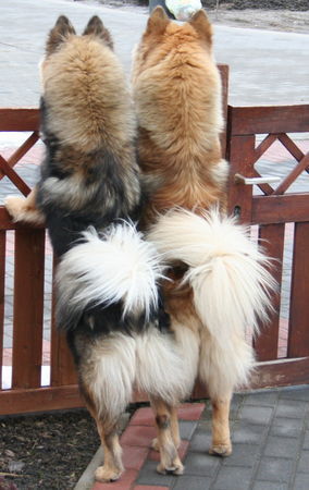 Eurasier Jette und Candy