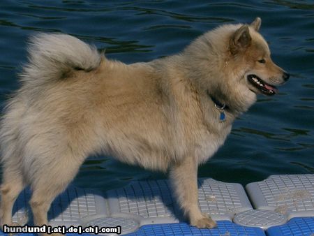 Eurasier Hunde Foto 25437 Eurasier hakira von tamardan (11 monate) an der donau