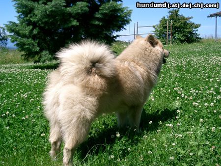 Eurasier Hunde Foto 22969 in höherer Auflösung ansehen Eurasier hakira von tamardan mit 8 monaten