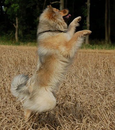 Eurasier Tanzbär