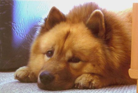 Eurasier Hunde Foto 26994 in höherer Auflösung ansehen Eurasier