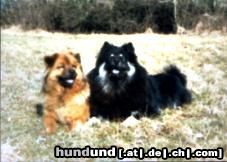 Eurasier Hunde Foto 2759 Eurasier schwarzer eurasier balou v.haselbachtal mit chow-mix mimi
