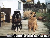 Eurasier Hunde Foto 9404 Eurasier schwarzer eurasier u.roter chow-chow mix