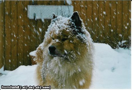 Eurasier Hunde Foto 5333 Eurasier Zanto im Schnee
