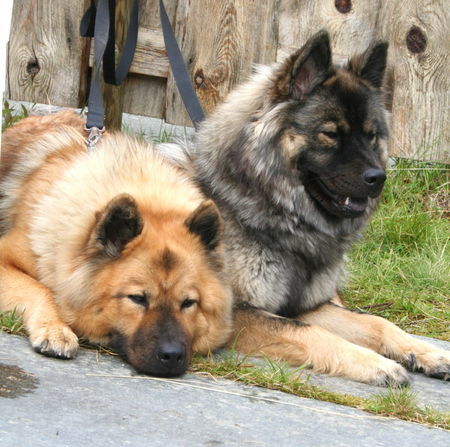 Eurasier Candy von der Saline