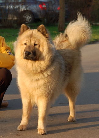 Eurasier Hunde Foto 36606 in höherer Auflösung ansehen Eurasier Chila (Bjela) vom Zauberwald