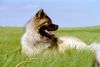 Eurasier Foto: Ouyazhou Xiao Lang vom Traventhal (ID 30448) Eurasier Hund