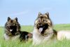 Eurasier Foto: Ouyazhou Xiao Lang und Pengyou Suying vom Traventhal (ID 30449) Eurasier Hund