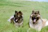 Eurasier Foto: Ouyazhou Xiao Lang und Pengyou Suying vom Traventhal (ID 30450) Eurasier Hund