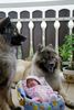 Eurasier Foto: Xiao Lang und Suying mit (ID 30451) Eurasier Hund