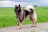 Eurasier Foto: Pengyou Suying vom Traventhal (ID 30453) Eurasier Hund