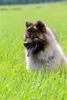 Eurasier Foto: Ouyazhou Xiao Lang vom Traventhal im Feld (ID 30452) Eurasier Hund