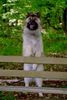 Eurasier Foto: Eurasierrüde Xiao Lang Mai 2006 (ID 31512) Eurasier Hund