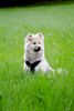 Eurasier Foto: Anukis von den Wassernixen Mai 2006 (ID 31509) Eurasier Hund