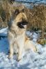 Eurasier Foto: ich liebe Schnee! (ID 30582) Eurasier Hund